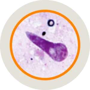 ادوية طفيليات الدم