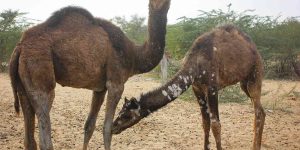 الفطريات-وراء-مرض-القرع-في-الإبلfeatured