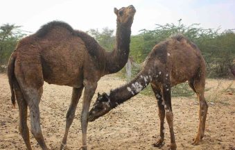 الفطريات-وراء-مرض-القرع-في-الإبلfeatured