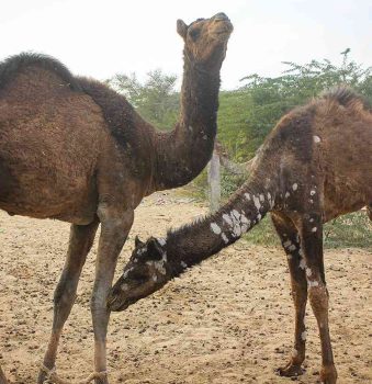 الفطريات-وراء-مرض-القرع-في-الإبلfeatured